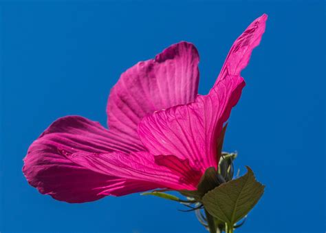 紫花芙蓉|超过 400000 张关于“芙蓉花紫色”和“花”的免费图片